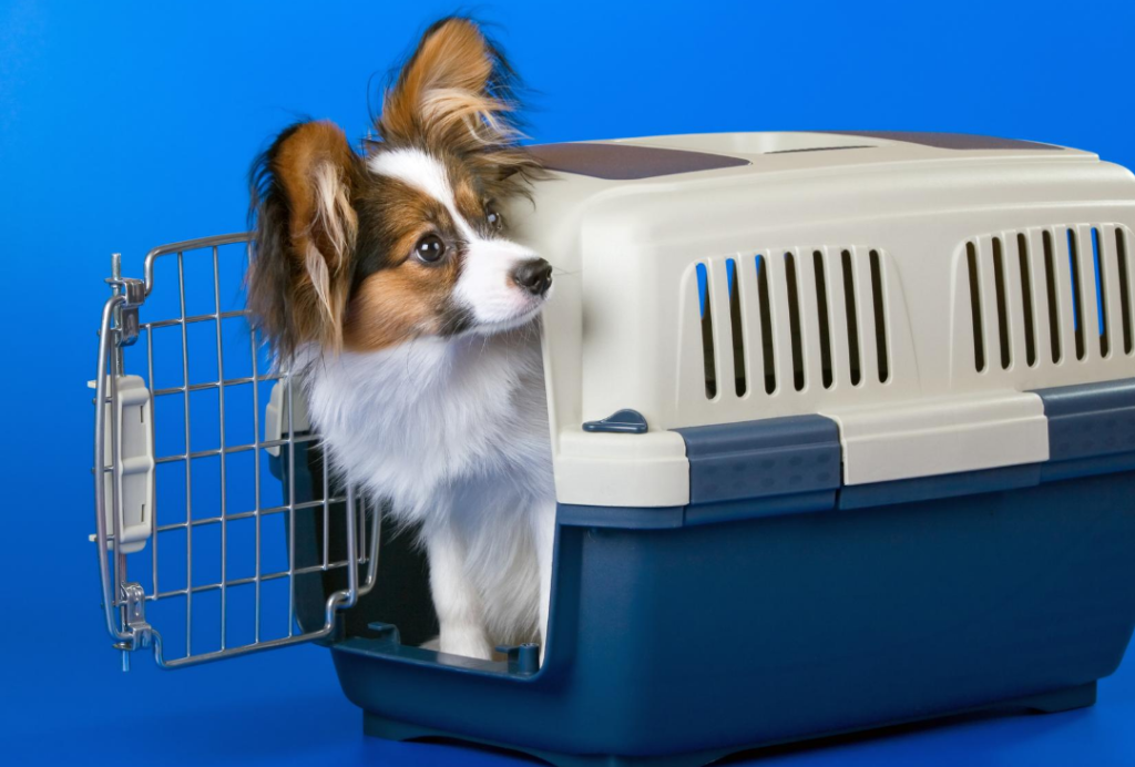 Crate Training your dog