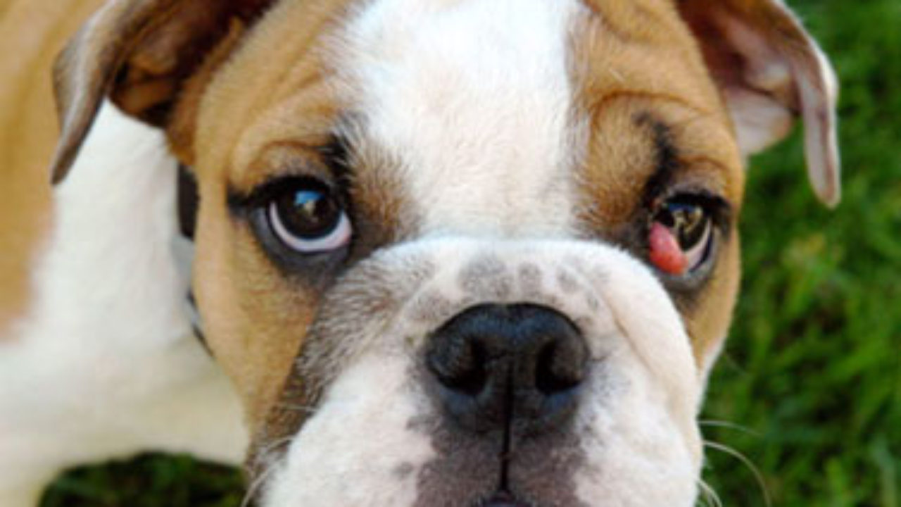 how do i know if my bulldog has cherry eye