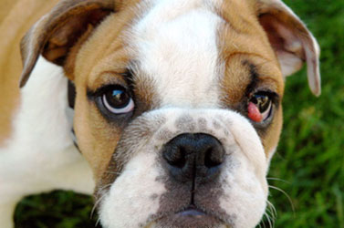 how do you prevent cherry eye in bulldogs