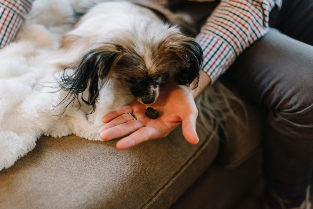 CBD dog oil for wide range of symptoms