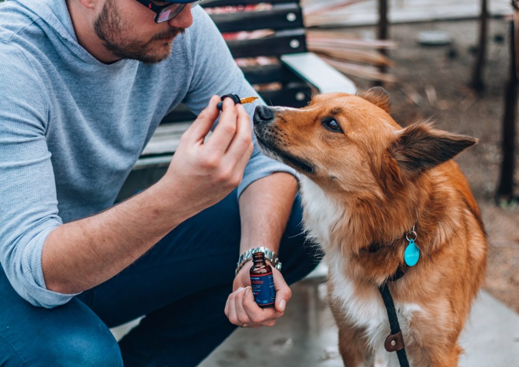 All you need to know about CBD for dog 