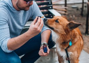 Everything you need to know about CBD for your dog