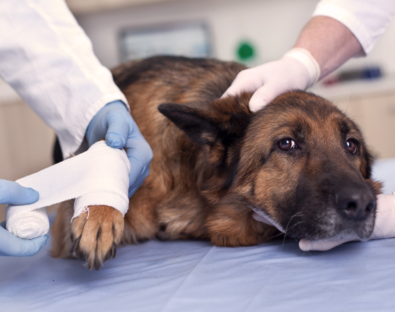 What to do in an emergency if your dog stops breathing.