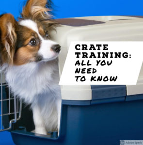 Everything you need to know about crate training your new puppy