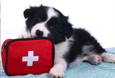 Learn CPR for your dog before it is too late 
