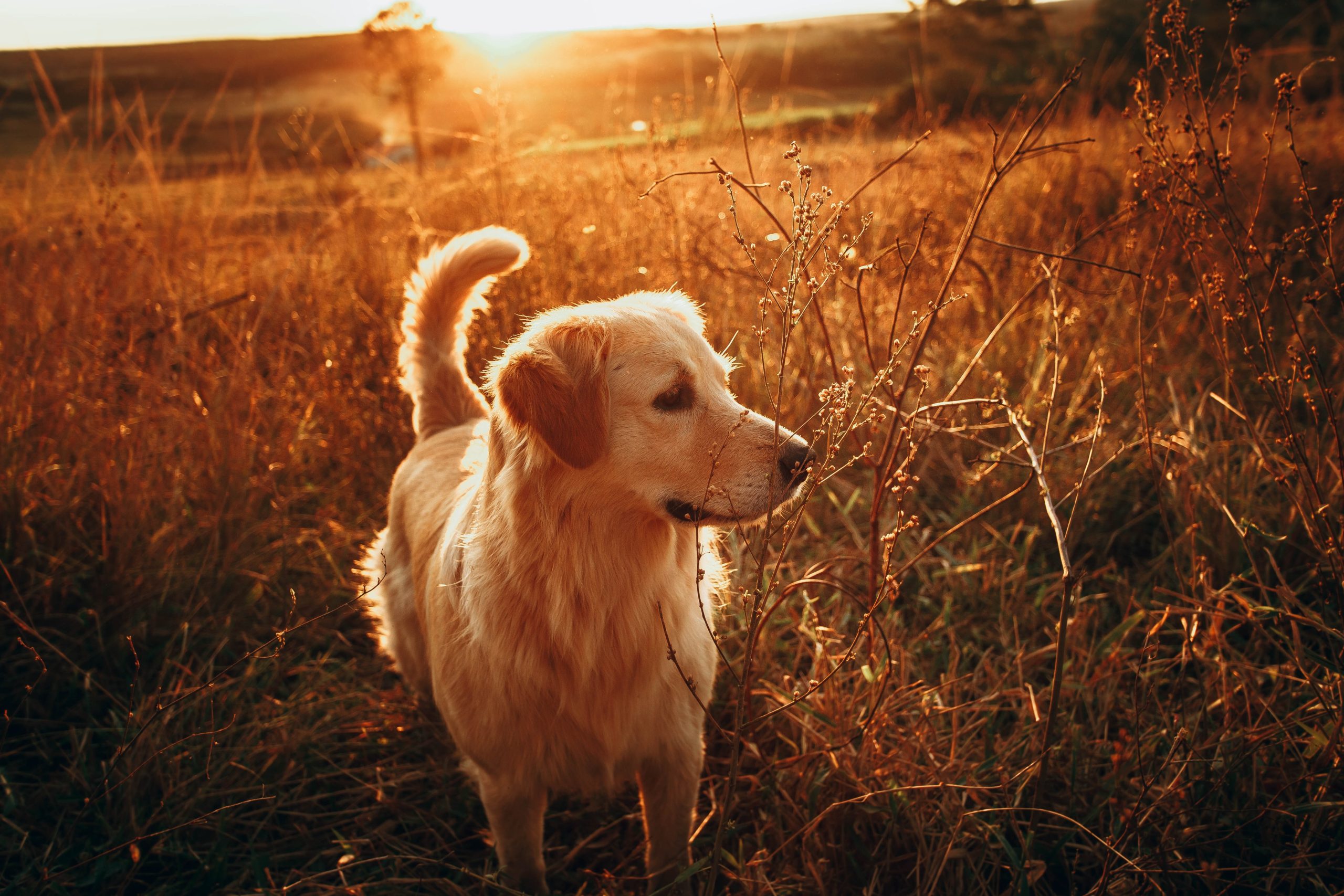 The ulimate guide about Golden Retrievers