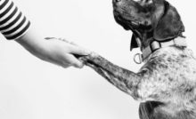Dog Pain Relief and how to treat