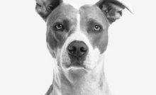 Pitbull Breed Guide