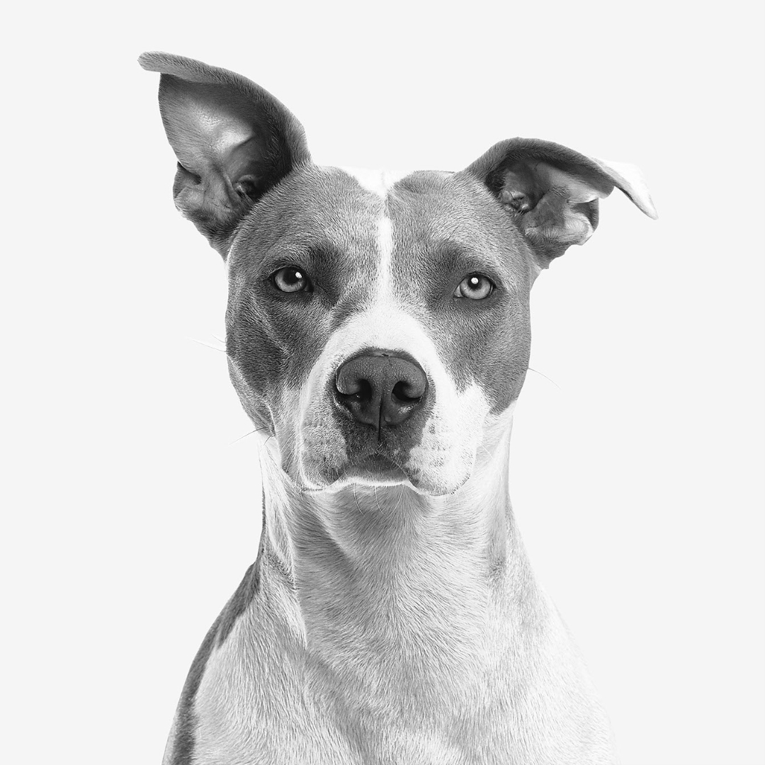 Pitbull Breed Guide