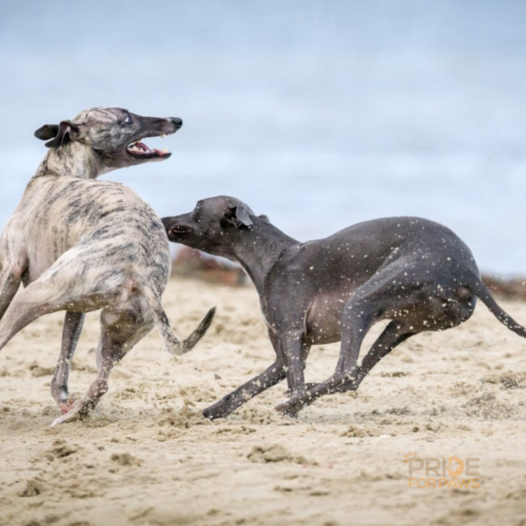 Greyhound Breed Guide