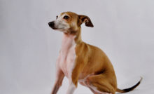 Greyhound Breed Guide
