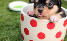 Top Small Dog breeds